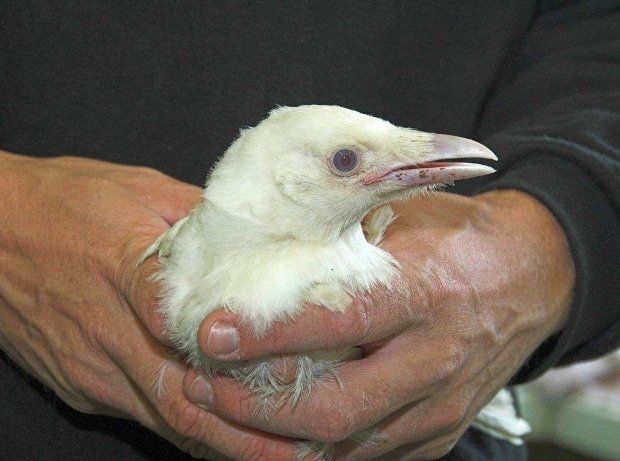 Бяла врана отглеждат в Шотландия