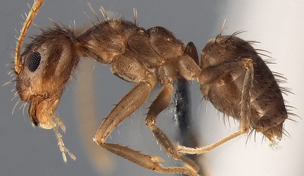Чудовищни мравки, които се хранят с компютри,  нападат  САЩ
