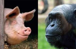 Генетик: човекът е плод на любовта между свиня и шимпанзе