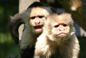 Пари, маймуни и платена любов – интересен експеримент