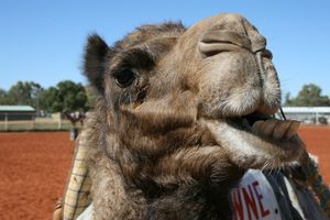 Camel_Chewing