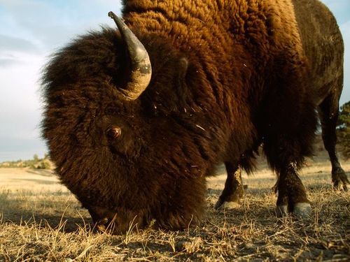 american-bison_12348_600x450