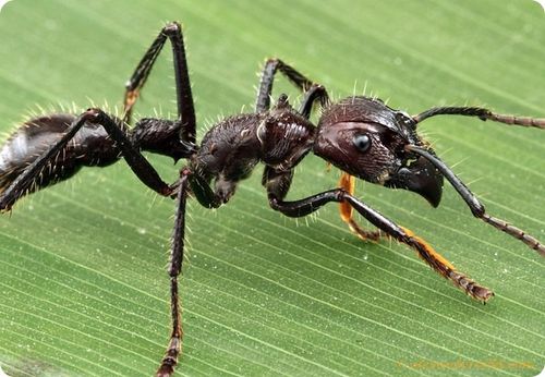 mravka