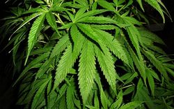 cannabis11111