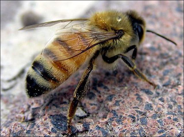 Официално: Всички пчели в България са заразени с вируси!