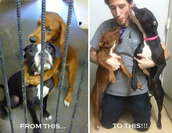 shelter-dogs-hug-photo-viral