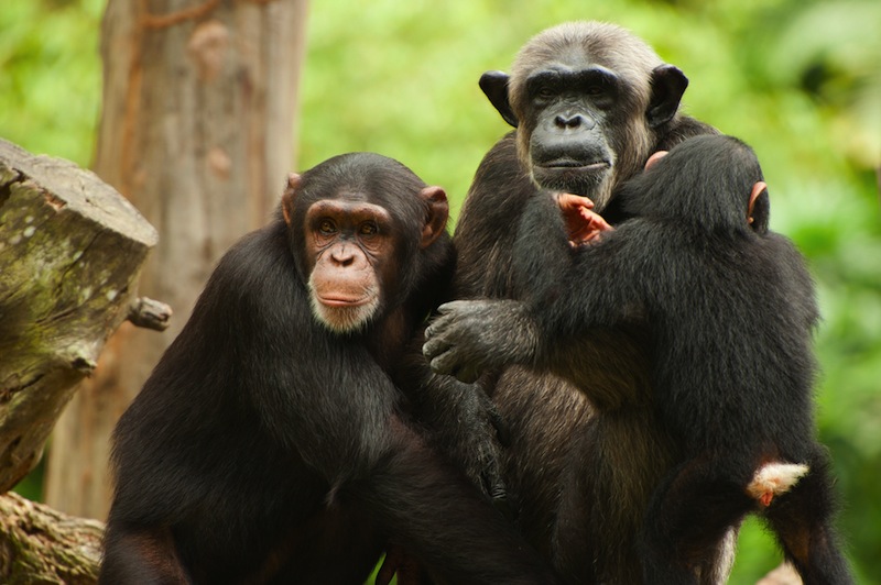 Сензация: Шимпанзета в Африка си измислиха Бог и започнаха да му се кланят (видео)