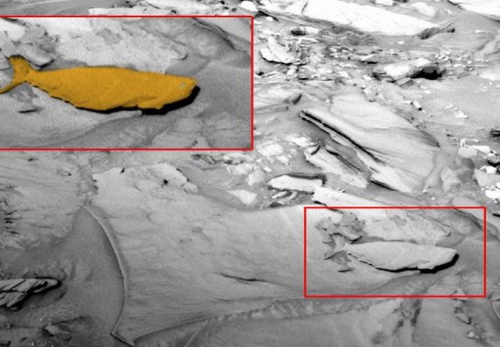 На Марс е открита вкаменена риба