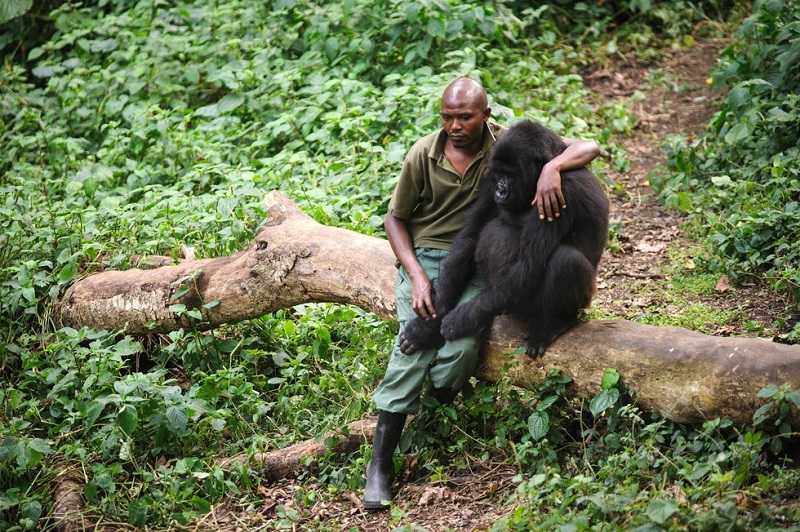 Впечатляващо: Човек се опитва да утеши горила, загубила майка си