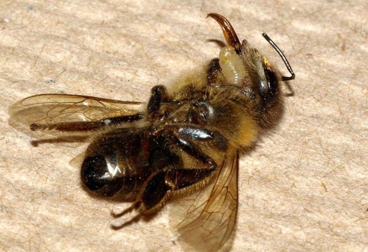 Кошмар: 50% от пчелите в България са умрели през зимата