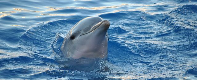 Делфините имали мафиотски организирана социална структура