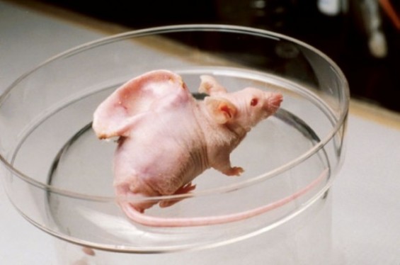 11 генномодифицирани животни, които скоро ще се появят сред нас – I I част