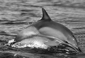 Заподозряха делфините, че използват нелинейна математика