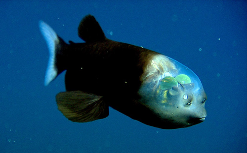 Уникално: Риба с прозрачна глава (видео)
