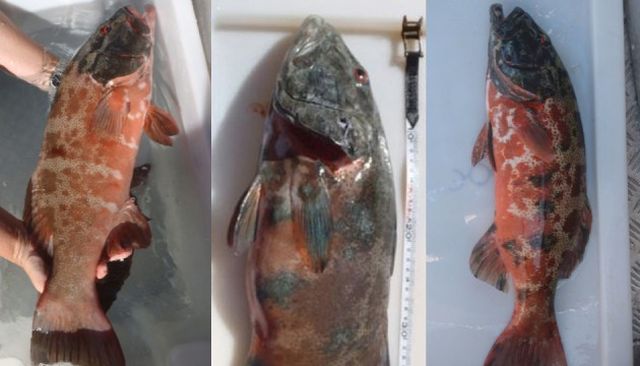 Рибата неочаквано започна да боледува от рак