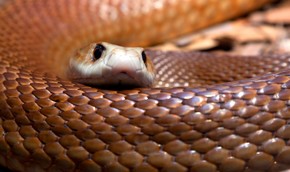 17-годишен оцеля след ухапване от най-отровната змия