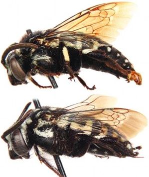 Откриха неизвестни досега пчели – кукувици