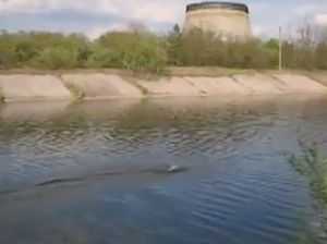 Странно явление близо до Чернобилската зона (видео)