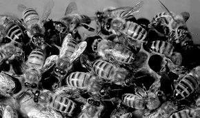 Френските пчелари събраха аномален мед