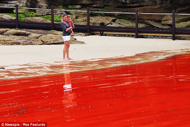 Морето в Австралия стана кърваво (видео)