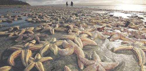 50 хиляди морски звезди изхвърлени край бреговете на Ирландия