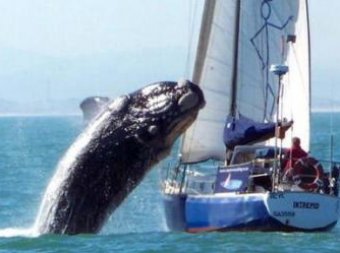 Летящ кит нападна лодка