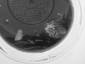 Затвор за британец центрофугирал котката си