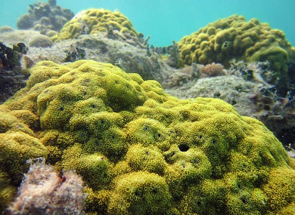 Коралите ще бъдат изтребени до края на века