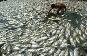 В Окинава  странно вещество от разбил се НЛО  причини  смъртта на милиони риби