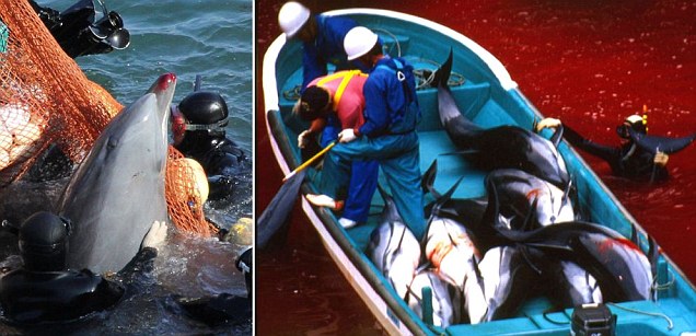 Масовите убийства на делфини в Япония  продължават