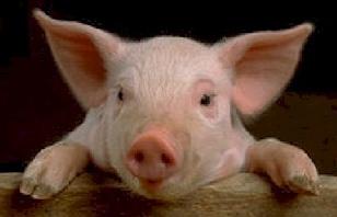 ЕС нареди: всички свине трябва да имат играчки