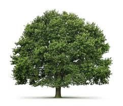 Индийка е посадила за 40 години 400 хиляди дървета