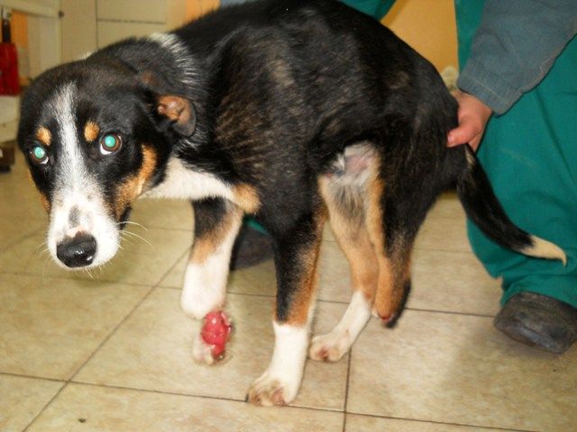 Кутре, чиито лапи са били отрязани с лозарска ножица, оперират днес по спешност  в Animal Rescue Sofia