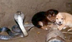 В Индия  кобра спаси кученца