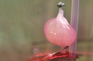 Учени  в САЩ   успешно трансплантираха на плъх биоинженерен бъбрек
