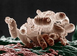 Стомашно-чревните бактерии влияят на човешкия мозък