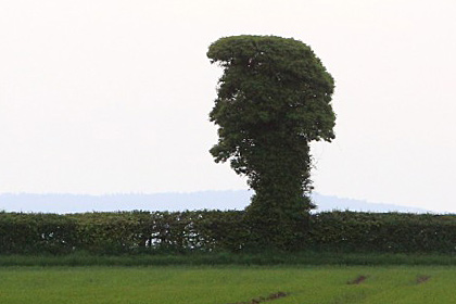В Англия намериха  дърво,  приличащо на Елвис Пресли