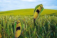 ГМО лобито   замисля отмяна на европейския мораториум