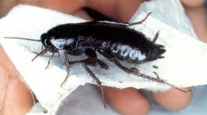 Черни хлебарки чудовища са се появили в северната част на Казахстан