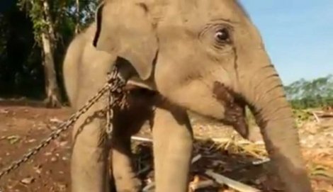 Слончето с тъжни очи – военнопленник в Суматра (видео)