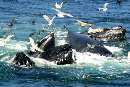 Южноамериканските чайки се научиха да нападат  китове