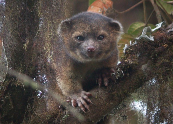 Учените   откриха нов вид бозайник в Еквадор