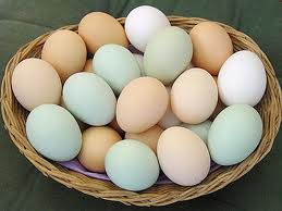 Британски учени изясниха как трябва да се съхраняват яйцата