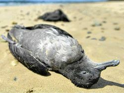 5 милиона морски птици са загинали в Австралия и Нова Зеландия