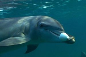 Учен: Делфините се дрогират колективно