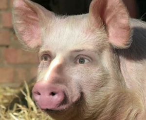 Японски учени създават „свинечовек“