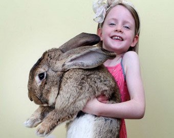 В Англия живее огромен заек с тегло  22 кг