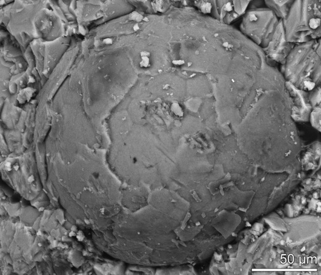 Открит е ембрион на неизвестно същество на  500  милиона години
