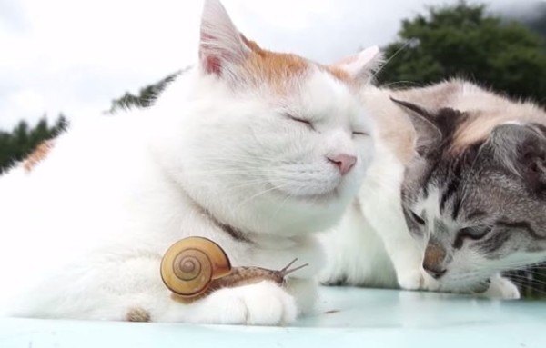 Фантастично! Приятелството между  две котки и охлюв е  хит в  YouTube