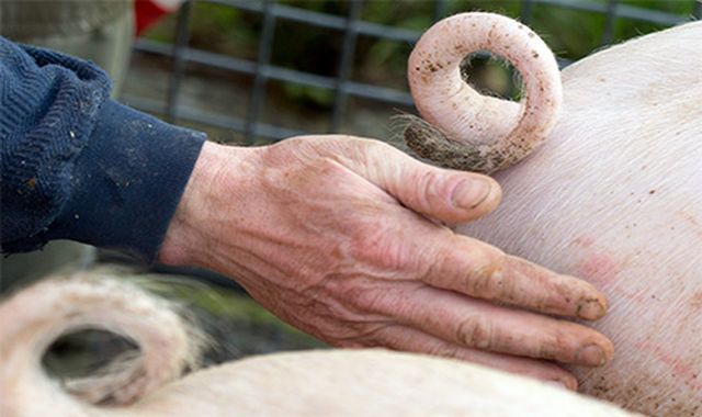 Свине и овце с човешки органи ще се отглеждат във Великобритания